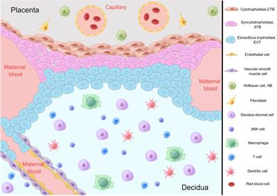 Editorial: Insights in developmental endocrinology: 2023